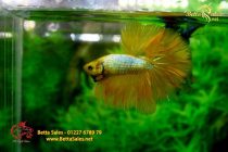 bettahalfmoonplakat24