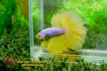 bettahalfmoonplakat27