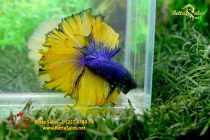 bettahalfmoonplakat32