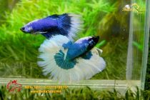 bettahalfmoonplakat38 bettahalfmoonplakat38