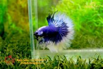 bettahalfmoonplakat47