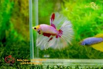 bettahalfmoonplakat49 bettahalfmoonplakat49