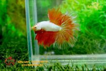 bettahalfmoonplakat51