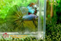 bettahalfmoonplakat56