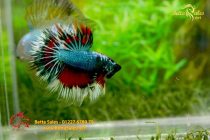 bettahalfmoonplakat59 bettahalfmoonplakat59