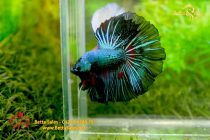 bettahalfmoonplakat68