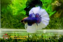 bettahalfmoonplakat71 bettahalfmoonplakat71