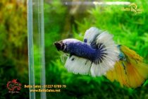 bettahalfmoonplakat76 bettahalfmoonplakat76