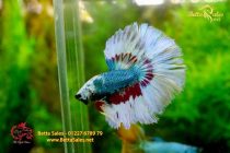 bettahalfmoonplakat8 bettahalfmoonplakat8