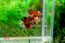 bettahalfmoonplakat87