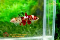 bettahalfmoonplakat96