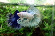 20664791_356439528126935_6524693265762746698_n