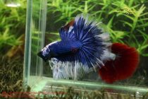 20664946_356438941460327_5924515206442014847_n