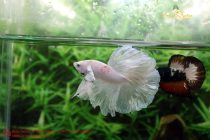 20708323_356439258126962_6381634246913062584_n 20708323_356439258126962_6381634246913062584_n