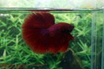 20708506_356439261460295_1800139473141789873_n