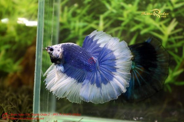 20727912_356439374793617_2812443744223417233_n