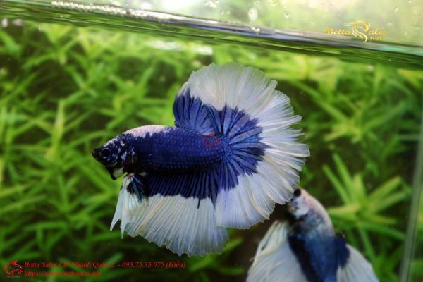 20729554_356439594793595_1551488750709441487_n