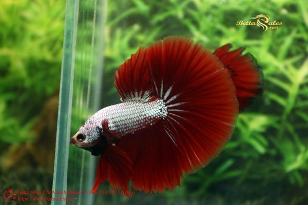 20769931_356439318126956_8140391657808415648_n