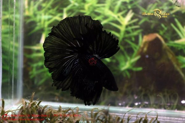 20769970_356439401460281_2929472533075826392_n