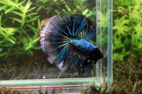 20770107_356439788126909_7846441215914193453_n