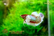 bettafancyhalfmoondumbo100