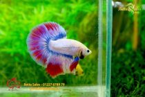 bettafancyhalfmoondumbo102 bettafancyhalfmoondumbo102