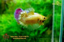 bettafancyhalfmoondumbo108