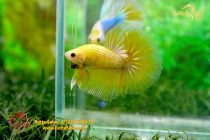 bettafancyhalfmoondumbo115