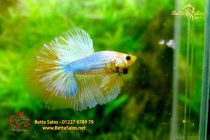 bettafancyhalfmoondumbo117