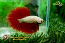 bettafancyhalfmoondumbo121