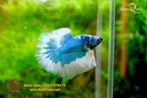 bettafancyhalfmoondumbo123