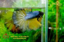 bettafancyhalfmoondumbo129 bettafancyhalfmoondumbo129