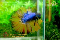 bettafancyhalfmoondumbo131 bettafancyhalfmoondumbo131