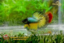 bettafancyhalfmoondumbo135 bettafancyhalfmoondumbo135