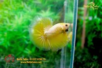 bettafancyhalfmoondumbo141