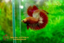 bettafancyhalfmoondumbo142