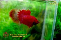 bettafancyhalfmoondumbo148