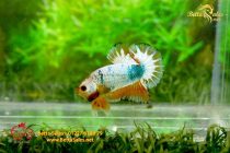 bettafancyhalfmoondumbo15 bettafancyhalfmoondumbo15