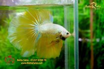 bettafancyhalfmoondumbo156