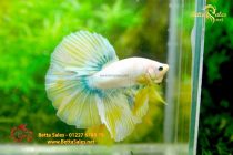 bettafancyhalfmoondumbo158