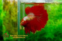 bettafancyhalfmoondumbo162 bettafancyhalfmoondumbo162