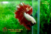 bettafancyhalfmoondumbo166