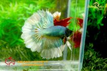 bettafancyhalfmoondumbo170 bettafancyhalfmoondumbo170