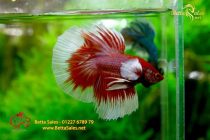 bettafancyhalfmoondumbo176