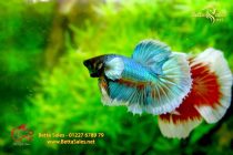 bettafancyhalfmoondumbo179