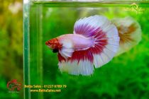 bettafancyhalfmoondumbo181