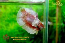 bettafancyhalfmoondumbo188