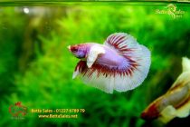 bettafancyhalfmoondumbo196