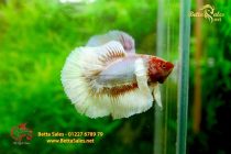 bettafancyhalfmoondumbo200