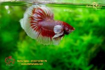 bettafancyhalfmoondumbo206